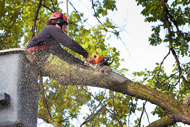  Deming, NM Tree Care Services Pros